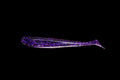 Bad Plum - 4" Paddle Tail Swimbait