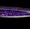 Bad Plum - 3" Slick Swim Paddle Tail