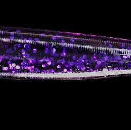 Bad Plum - 3.3" Ribbed Body, Circular Tail Paddle Tail Swimbait