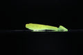 Hella Yella - 3.8" Ribbed Paddle Tail Swimbait