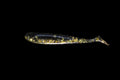 Gold Digger - 4" Paddle Tail Swimbait