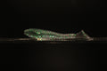Krypto9 - 3.8" Ribbed Paddle Tail Swimbait
