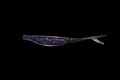Purple 58 - 4" Fluke, Ribbed, Horizontal Tail