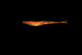 Trixie Treat - 4" Fluke/Jerk Shad Smooth Back