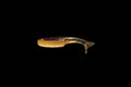 Brass Monkey - 3" Slouch