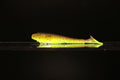 Hell Raisin - 3.8" Ribbed Paddle Tail Swimbait