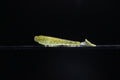 Lucid Dreams - 3.3" Ribbed Paddle Tail Swimbait