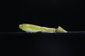 Lucid Dreams - 3.8" Ribbed Paddle Tail Swimbait