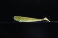 Lucid Dreams - 4” Paddle Tail Swimbait