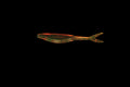 Motor Oil - 4" Fluke/Jerk Shad - Ribbed Back