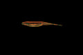 Motor Oil - 4" Fluke/Jerk Shad Smooth Back