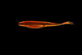 Root Beer Brown - 5" Fluke/Jerk Bait Smooth Back