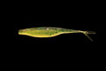 Texas Green Bean - 5" Fluke/Jerk Bait Ribbed Back