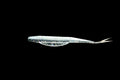 Vigil 66 - 5" Fluke